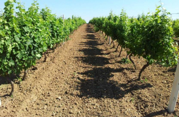 Šansa i za hrvatske vinogradare u Vojvodini