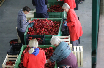 Tavankutska paprika i šljiva za »Podravku«